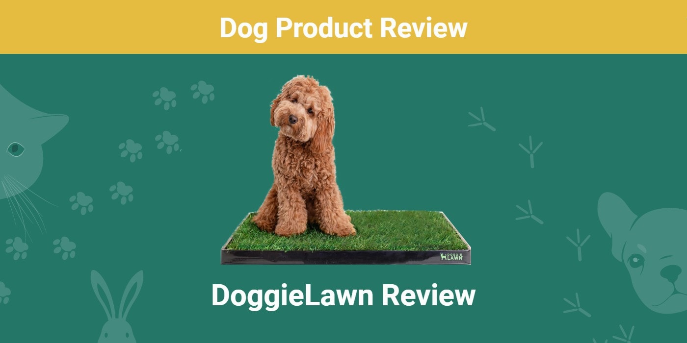 DoggieLawn Review 2024: An Expert Breakdown