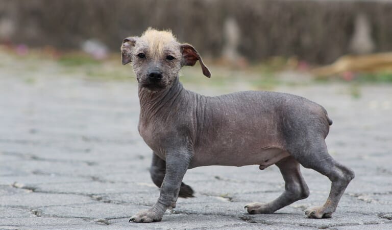 Ecuadorian Hairless Dog: Pictures, Info, Care Guide & More